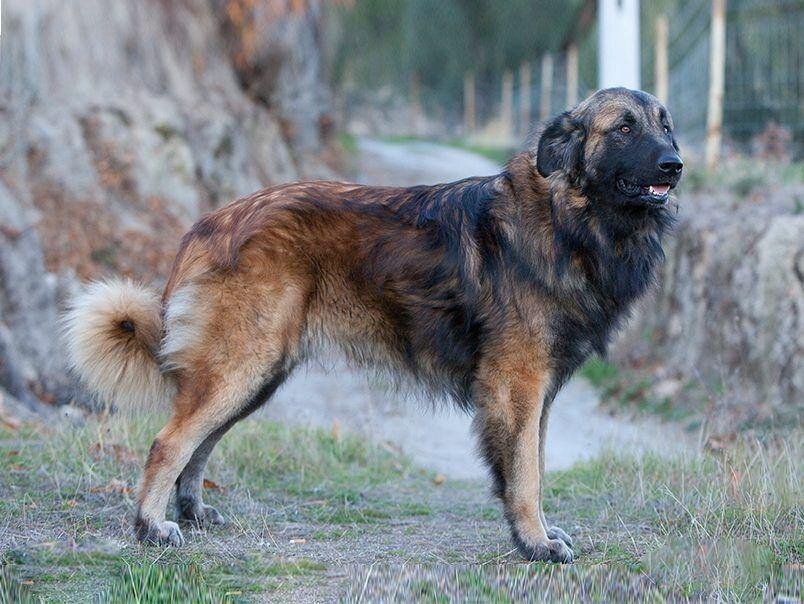 Chien de montagne portugais